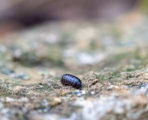 Insect
