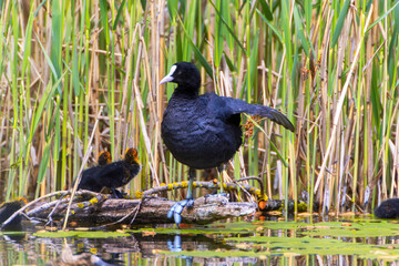 A Coot with Chicks in a Park, Ziegeleipark in  Heilbronn, Germany, Europe.