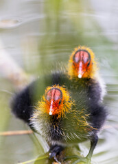 Young Chicks of a Coot in the Ziegeleipark, Heilbronn, Germany, Europe