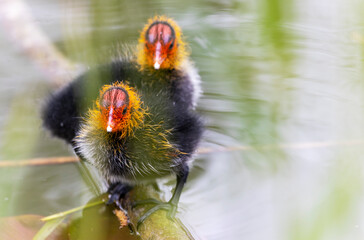 Young Chicks of a Coot in the Ziegeleipark, Heilbronn, Germany, Europe