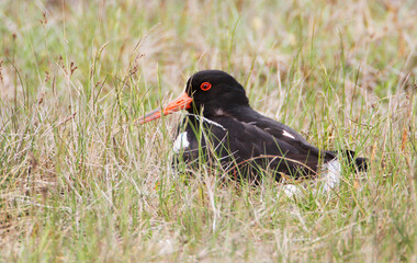 An Oystercatcher (Haematopus ostralegus) searching for Food, Peninsula Nordstrand, Germany, Europe