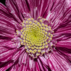 macro of pink сhrysanthemum flower