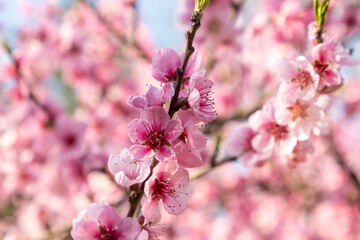 Fototapeta na wymiar Beautiful Pink Peach Blossoms in a Garden