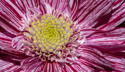 macro of pink сhrysanthemum flower