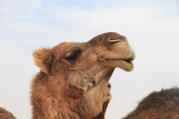 camel close-up face