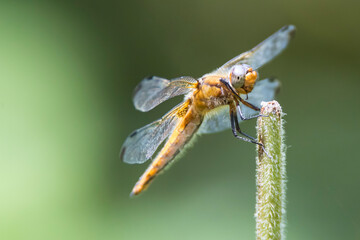 large dragonfly on the green stem