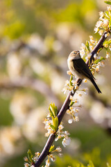  willow warbler bird on flowering branch