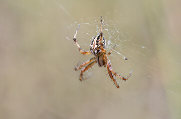 Neoscona adianta. Spider on its spider web. Close up, macro of a spider in its environment.