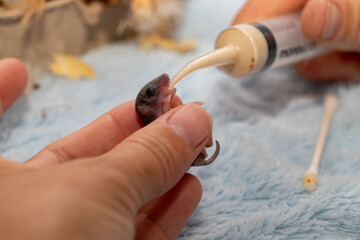 Young mouse being fed formula.