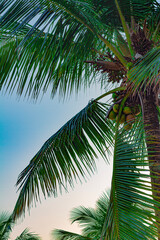 Fototapeta premium coconut tree