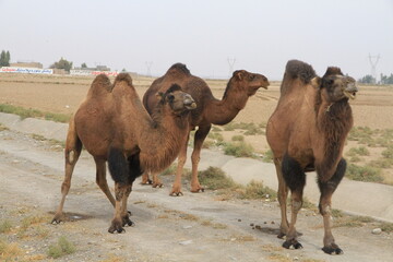 camels 