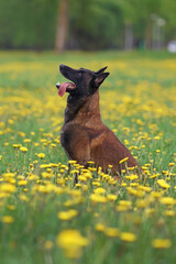 Adorable Belgian Shepherd dog Malinois posing outdoors sitting in a green grass with yellow dandelion flowers in spring