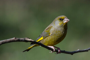 Obraz premium greenfinch bird on the branch