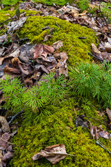 Ground Ferns