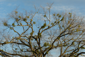 Mistletoe in a Tree