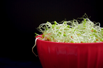 Mix of various sprouts in pink bowl at dark blue background. Trendy vegan superfood. Microgreen for healthy eating.