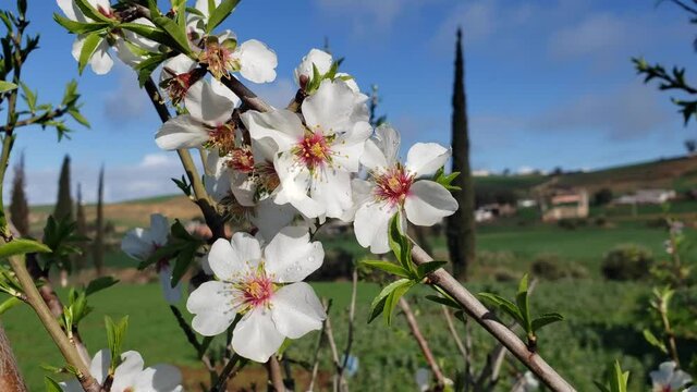 almond tree flower against blue sky