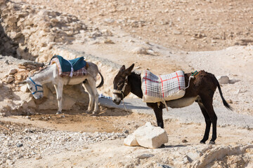 Sad donkeys in the desert. A donkey on a leash with a saddle. Transportation of tourists. Pack animal in the heat.