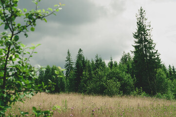 Dark green tall conifers and small deciduous trees and shrubs against dark gray sky covered with dense clouds, tall yellowed grass