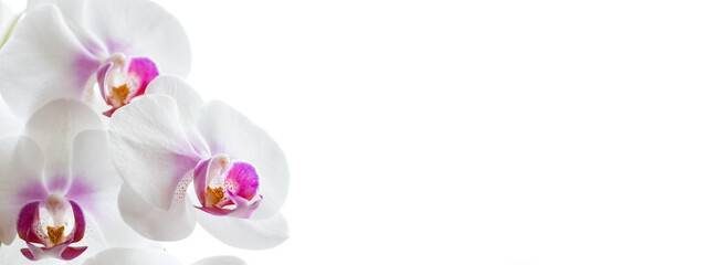 white orchid flower isolated on white background	
