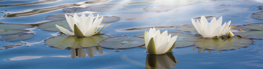 white water lily in pond under sunlight. Blossom time of lotus flower	