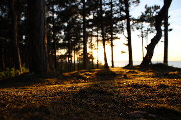 sunset in the woods at the sea in Poland