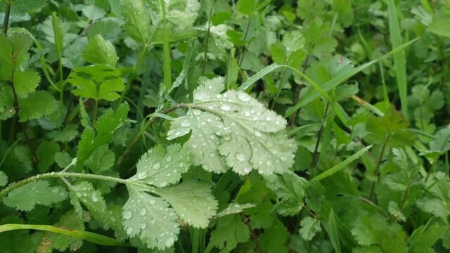 close up view of water drops over persil leaves