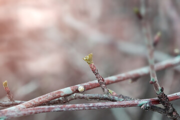 Fresh new green buds on currant branches at springtime garden background