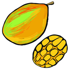 Vector ripe fruit mango hand drawn, exotic fruts, vector clip art