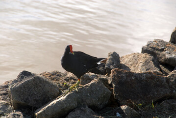 Common Moorhen on Rocks