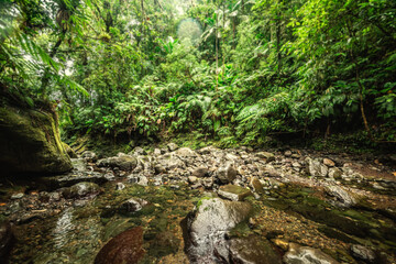 Small creek in Basse Terre jungle in Guadeloupe