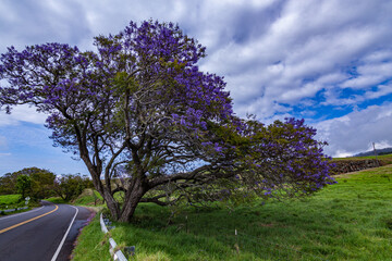 Jacaranda tree in full blossom up the road to Haleakala volcano, Maui, Hawaii