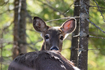 Saw this deer while walking in a state park