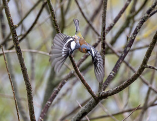 Chaffinch diving from a branch with a mouthful of insects
