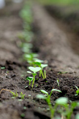 緑色の元気な大根の子葉