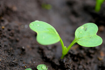 土から伸びる大根の葉っぱ