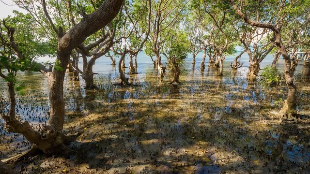 Massive mangrove trees on Philippines, rush and tide timelapse 4k