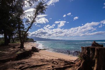 Turtle on Maui beach