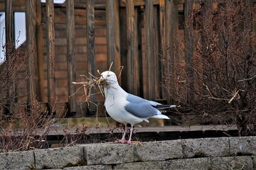 Obraz premium Seagull gathering grass for it's nest