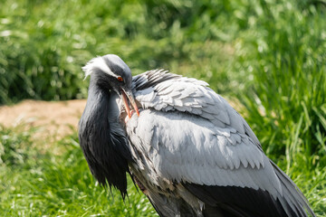 The demoiselle crane (Grus virgo) is a species of crane found in central Eurosiberia, ranging from the Black Sea to Mongolia, North Eastern China andlso a small breeding population in Turkey.