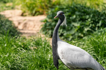 The demoiselle crane (Grus virgo) is a species of crane found in central Eurosiberia, ranging from the Black Sea to Mongolia, North Eastern China andlso a small breeding population in Turkey.