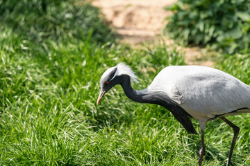 The demoiselle crane (Grus virgo) is a species of crane found in central Eurosiberia, ranging from the Black Sea to Mongolia, North Eastern China andlso a small breeding population in Turkey.