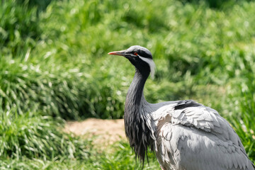 The demoiselle crane (Grus virgo) is a species of crane found in central Eurosiberia, ranging from the Black Sea to Mongolia, North Eastern China andlso a small breeding population in Turkey.