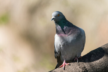 The rock dove, rock pigeon, or common pigeon is a member of the bird family Columbidae (doves and...