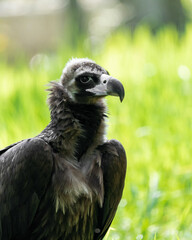 The cinereous vulture (Aegypius monachus) is a large raptorial bird that is distributed through much of temperate Eurasia. Black, monk or Eurasian black vulture. 