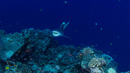 Fototapeta na wymiar Shark on diving trip near Molokini island , Maui, Hawaii
