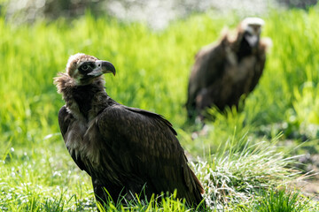 Group of vulture. The cinereous vulture (Aegypius monachus) is a large raptorial bird that is distributed through much of temperate Eurasia. Black, monk or Eurasian black vulture. 