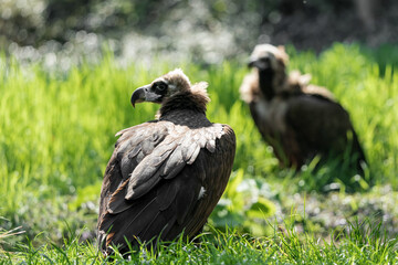 Group of vulture. The cinereous vulture (Aegypius monachus) is a large raptorial bird that is distributed through much of temperate Eurasia. Black, monk or Eurasian black vulture. 