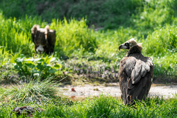 Group of vulture. The cinereous vulture (Aegypius monachus) is a large raptorial bird that is distributed through much of temperate Eurasia. Black, monk or Eurasian black vulture. 