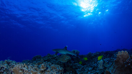 Shark on diving trip near Molokini island , Maui, Hawaii